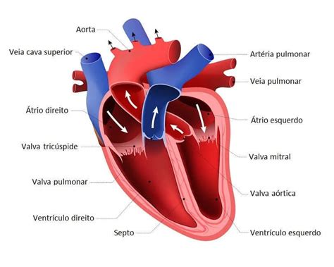 Sistema Cardiovascular O Que é Função E Anatomia Significados Images