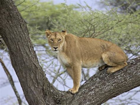 Female Lion Lioness Panthera Leo Up A Tree Serengeti National Park