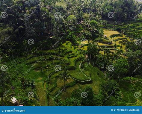 Aerial Panorama View Of Green Tegallalang Rice Terraces Paddies Field