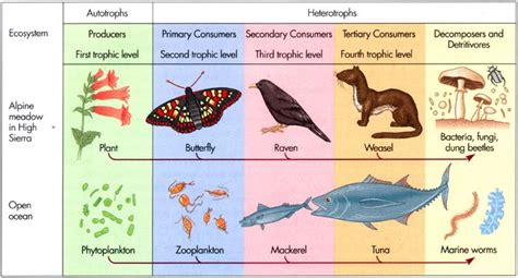 Each step in the chain is known as trophic level. Terrestrial Food Chain Examples - Food Ideas