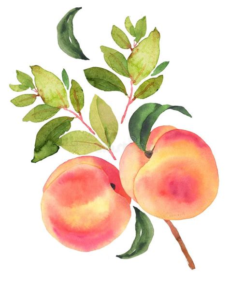 Watercolor Illustration Peaches Download Illustration 2020
