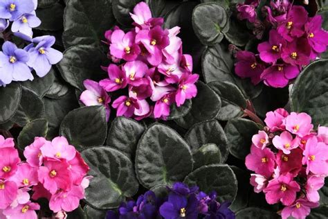 25 Attractive Types And Varieties Of African Violets You Should Know