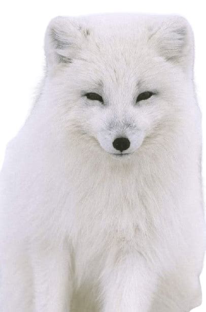 Best 30 Arctic Fox Png Clipart Logo And Hd Background