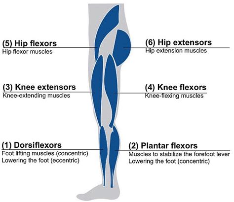 What Is The Difference Between Hip Flexor And Groin Strain Compare The Difference Between