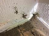White Ants In House Uk Images