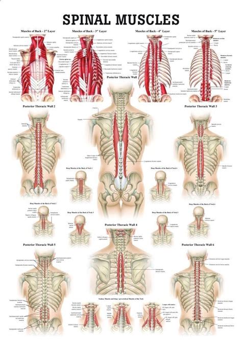 Major muscles back muscles muscle shoals latissimus dorsi muscle memory resistance workout muscular abdominal muscles boost your metabolism. Muscles of the Spine Laminated Anatomy Chart | Yoga ...
