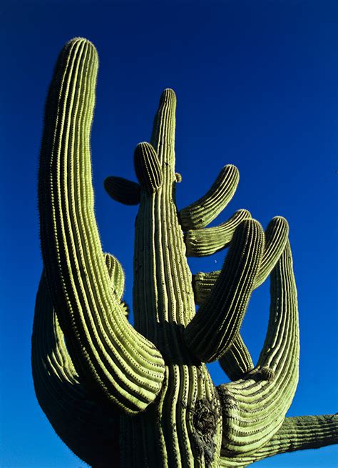 Saguaro national park covers about 150 square miles of mountains and desert scrub in two locations, one east of the city and one west of it. NATIONAL PARKS: Saguaro National Park - NANPA®