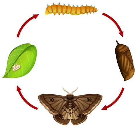 Moth Life Cycle Illustrations Royalty Free Vector Graphics And Clip Art