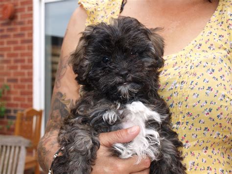 shih tzu x toy poodle puppies for sale | Worcester ...
