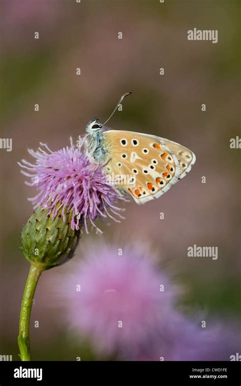 Adonis Blue Butterfly Lysandra Bellargus Male Uk Stock Photo Alamy