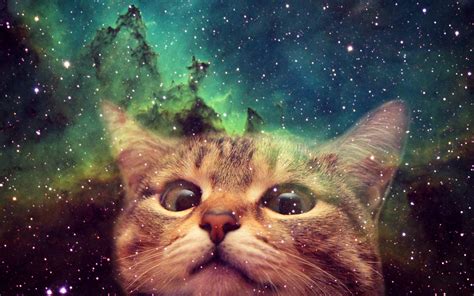 Galaxy Cat Wallpapers Top Free Galaxy Cat Backgrounds Wallpaperaccess