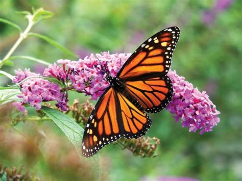 Pollination Butterflies And Moths Britannica