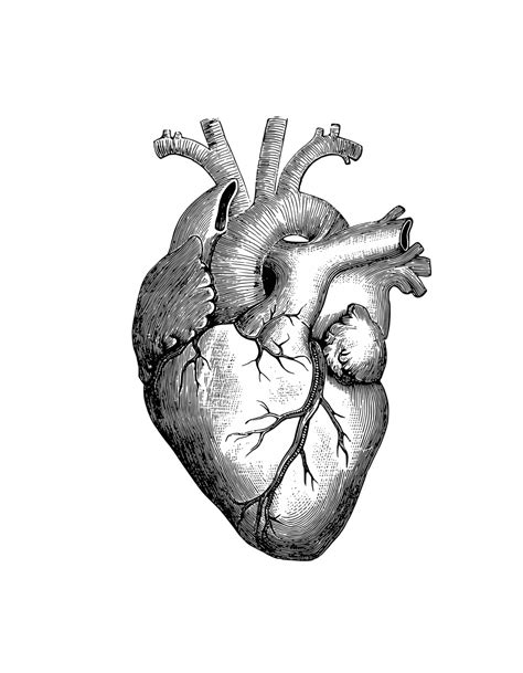 Vintage Anatomy Human Heart Free Stock Photo Public Domain Pictures