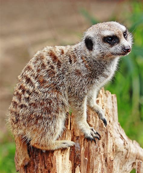 Meerkat Simple English Wikipedia The Free Encyclopedia