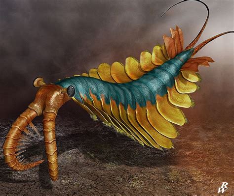 De la wikipedia, enciclopedia liberă. Anomalocaris by Dwarf4r on DeviantArt