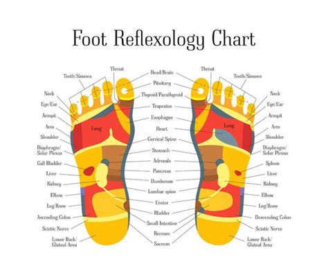 6 ce hour foot reflexology basics ce institute llc