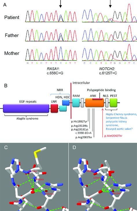 Sanger Sequencing Verified The Two Detected Variants And Homology Download Scientific Diagram