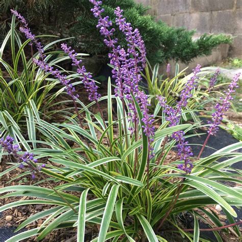 Variegated Liriope