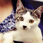 Paws cat city is located in seattle's university district. Seattle Area Feline RescueSeattle Area Feline Rescue, a no ...