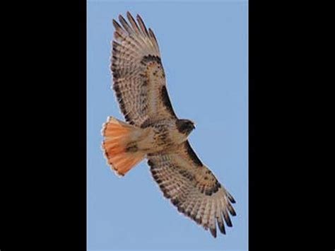 Use your superior observation powers to see all the linkages in life. Red-Tailed Hawk Animal Totem and Spirit Guide Discussion ...