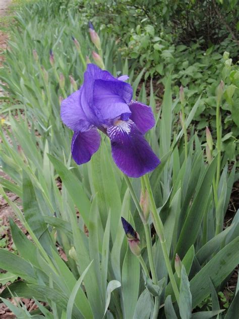 Early Deep Dark Purple Tall Bearded Iris 1 Plant Ebay