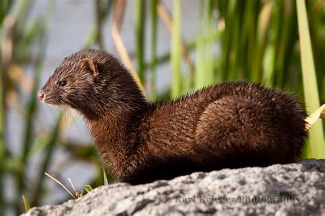 Mammals Missouri Department Of Conservation Animals Animals Wild