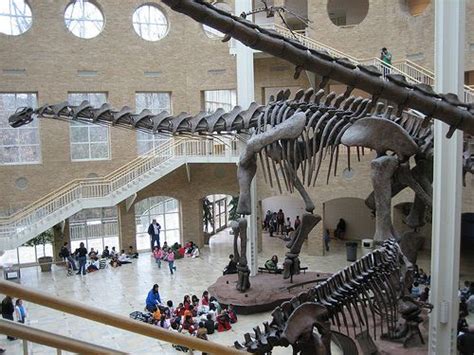 Fossil evidence suggests that mapusaurus hunted in gangs when attacking larger prey like the gigantic argentinosaurus.narrated by john hurt planet dinosaur. Argentinosaurus Skeleton Argentinosaurus skeleton | In ...