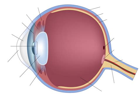 Human Eye Anatomy Quiz