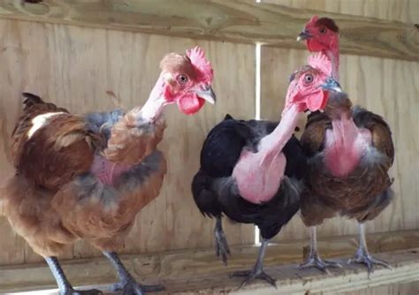 Turken Transylvanian Naked Neck Chicken Hatching Eggs Picclick