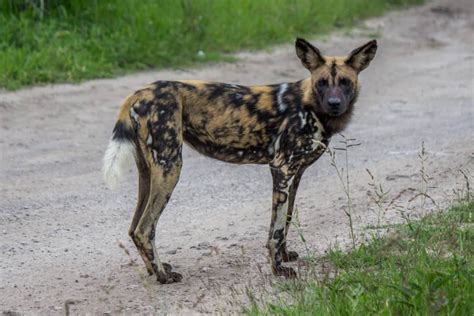 Maybe you would like to learn more about one of these? African Wild Dog - Wildlife Vagabond