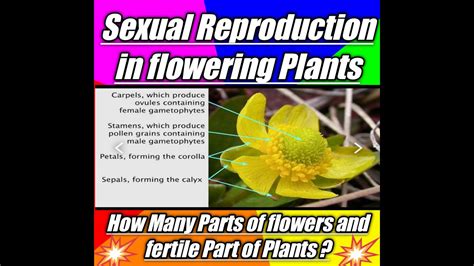 Morphology Of Flowers Types Flowers How May Parts Of Flower Youtube