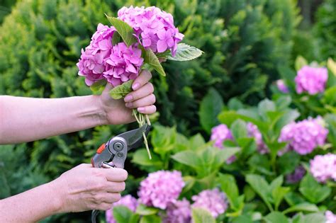 Tips For Hydrangea Pruning