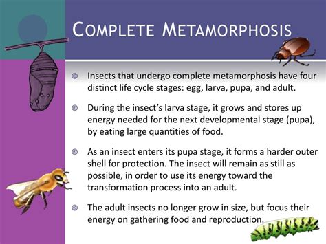 Ppt Metamorphosis Powerpoint Presentation Free Download Id