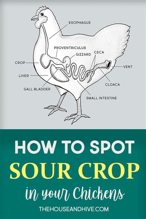 Coccidiosis In Chickens How To Identify And Treat Artofit