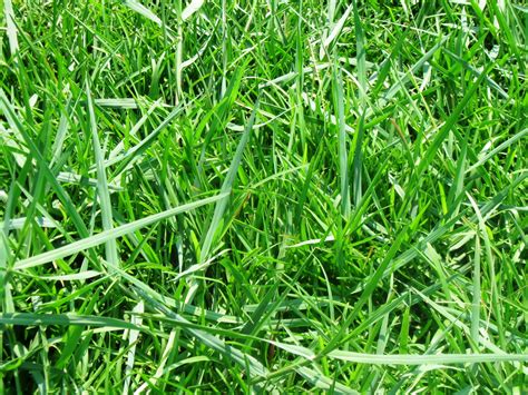 Torpedograss One Of The Most Difficult Weeds To Control Lsu Agcenter