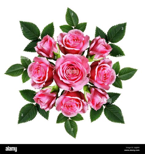 Ordered Bouquet Of Beautiful Pink Rose Flowers Isolated On White Stock