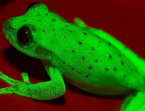 First Fluorescent Frog In The World Found In South America