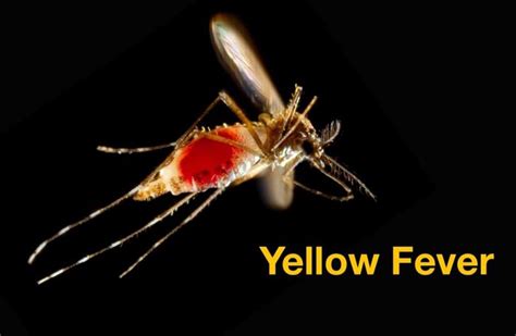 Yellow Fever Causes Symptoms And Treatment