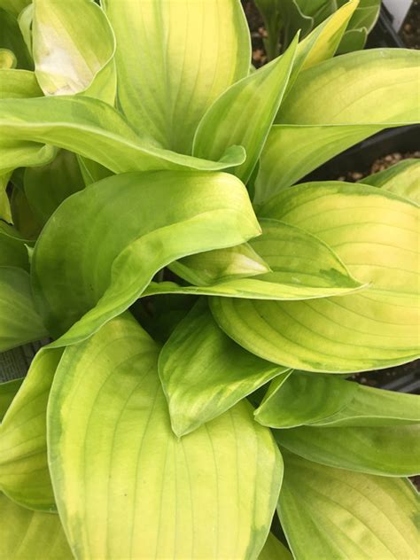 Hosta Sagae Vinland Valley Nursery