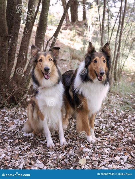 Two Beautiful Long Haired Rough Collie Dogs In Nature Setting Stock