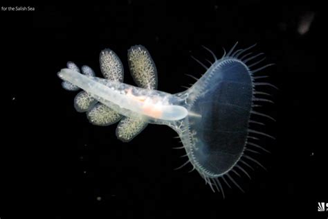 What unique creatures live in the Pacific Ocean? - New West Record