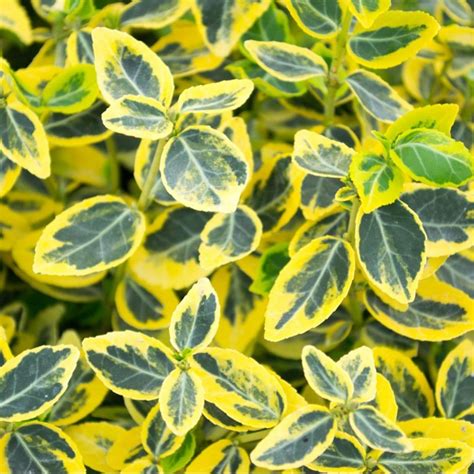Euonymus Fortunei Emerald N Gold Plants To Your Door