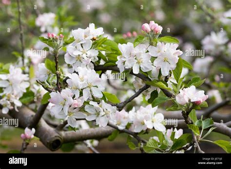 Malus Pumila Dartmouth Crab Apple Blossom In An English Orchard