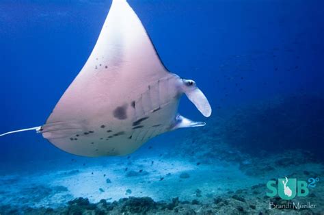 Manta Rays 101 Facts And Behaviour Of The Gentle Giants