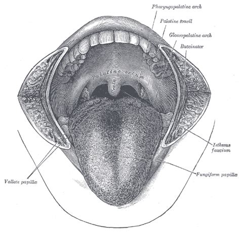 Anterior Tongue Wikidoc