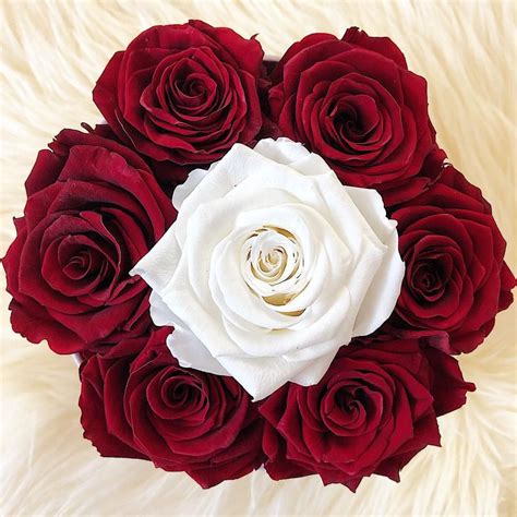 We did not find results for: 🌹 perfect match 🌹 Real roses that last all year round ...