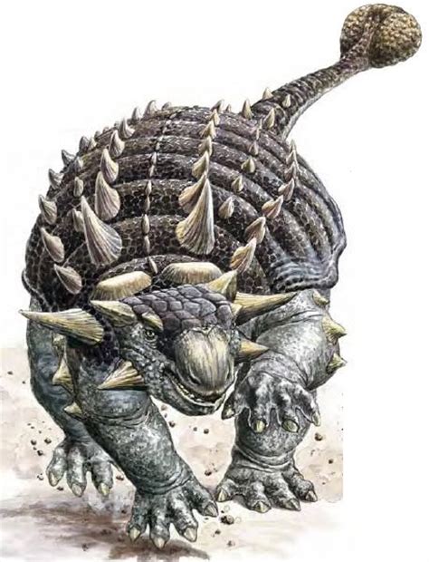 The Large Ankylosaurus Was An Armored Dinosaur The Ankylosaurus Had