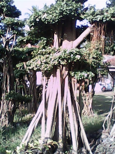 DECORATIVE PLANTS: BERINGIN DOLAR TURUT MEWARNAI DUNIA TANAMAN HIAS