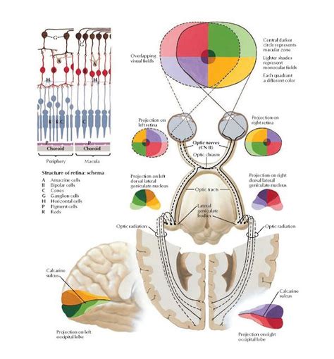 Optic Nerve Cn Ii Visual Pathway Schema Anatomy Overlapping Visual