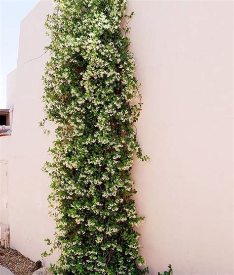 Star Jasmine Dramatic Climber Or Low Ground Cover Garden Pics And Tips